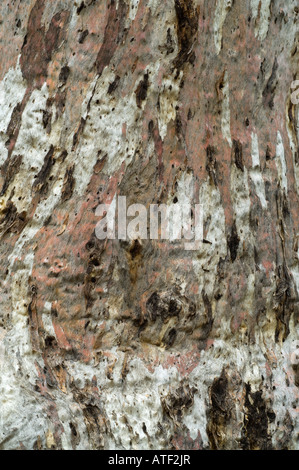 Eucalyptus wandoo close up of the bark Wandering Western Australia September Stock Photo