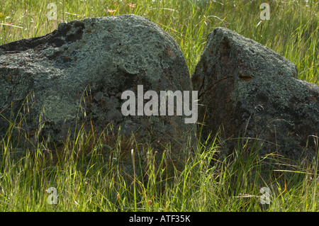 Dolerite Outcrop covered in lichen Eden Valley Farm Narrogin Western Australia September Stock Photo