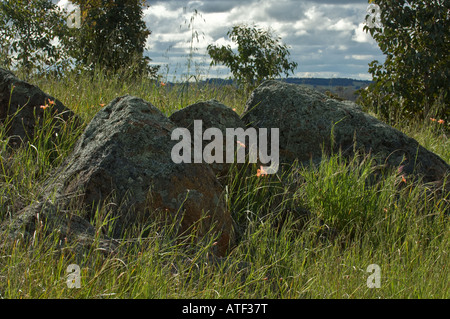 Dolerite Outcrop covered in lichen and One Leaf Cape Tulip (Moraea flaccida) flowering Eden Valley Farm Narrogin Australia Stock Photo