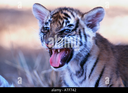 Bengal tiger cub Wildlife model Stock Photo