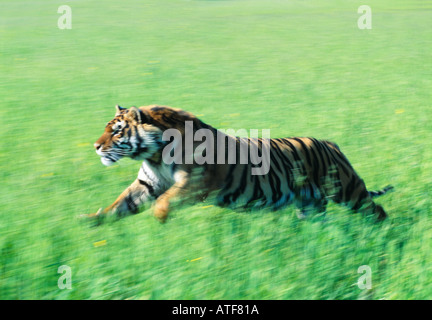 Bengal Tiger running through the grass Wildlife model Stock Photo