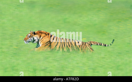 Bengal Tiger running through the grass Wildlife model Stock Photo