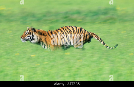 Bengal Tiger running through the grass Wildlife model Stock Photo