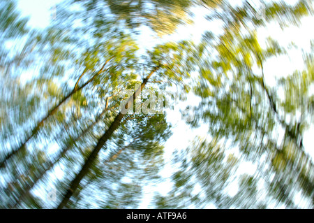 tree impressions, riverside forest in spring time Stock Photo