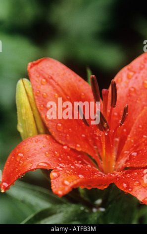 Raindrops on lily Stock Photo