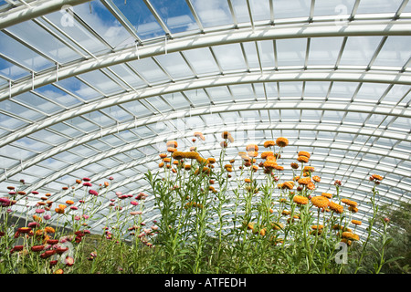 Plants in a large greenhouse Stock Photo