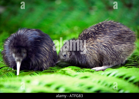 6 day old Kiwi Chicks New Zealand Stock Photo - Alamy