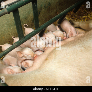 Several piglets suckling from a large white sow in a farrowing crate Stock Photo