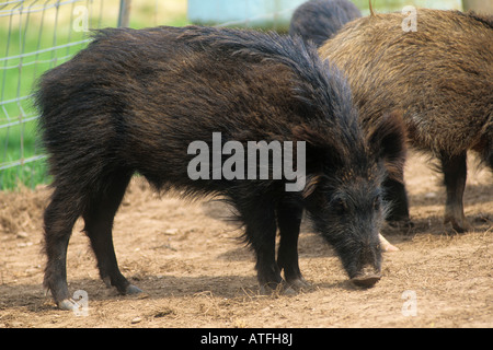 Finisher wild boar in enclosure Devon Stock Photo