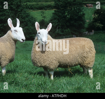 Pedigree border Leicester ram and ewe in good pasture Herefordshire Stock Photo