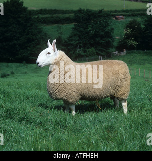 Pedigree border Leicester ram standing in a field of good grass Herefordshire Stock Photo