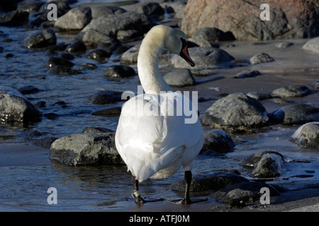 Curious swan Stock Photo