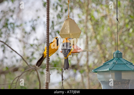 Altamira oriole Icterus gularis two at bird feeder Salineno Texas USA Stock Photo