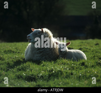 Rouge de l Ouest cross ewe lying down with her lamb Stock Photo