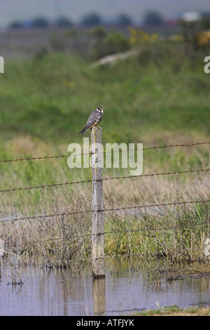 Eurasian hobby Falco subbuteo perched on fence post Laguna Pitillas Navarra Region Spain Stock Photo