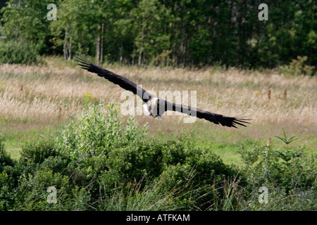 Eagle in flight Stock Photo