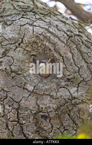 Eurasian nuthatch Sitta europaea at nest with young in oak tree Hampshire England Stock Photo