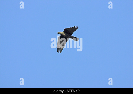 Western jackdaw Corvus monedula in flight Ringwood Hampshire England Stock Photo