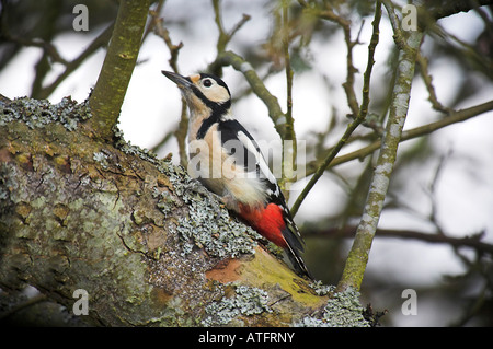 Great spotted wood pecker on branch Stock Photo