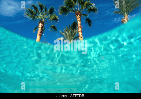 Palm trees seen from underwater in hotel  swimming pool blue water blue sky Stock Photo