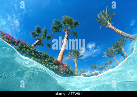 Palm trees seen from underwater in hotel swimming pool blue water blue sky Stock Photo