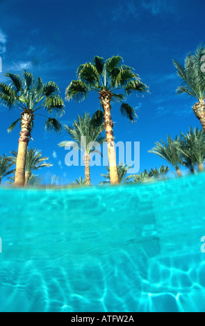 Palm trees seen from underwater in hotel swimming pool blue water blue sky Stock Photo