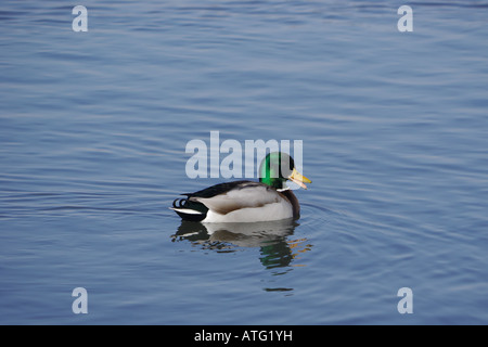 Male mallard (Anas platyrhynchos) on lake Stock Photo