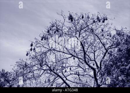 Bats on a tree Stock Photo