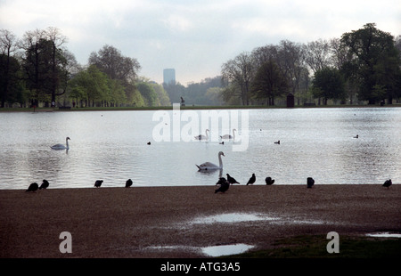 Ducks and swans on the lake in Hyde Park London Stock Photo