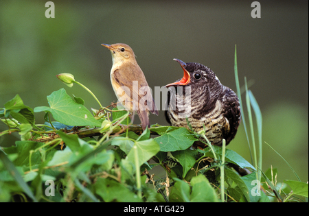 Common Cuckoo (Cuculus canorus) chick being fed by Eurasian Reed-Warbler (Acrocephalus scirpaceus) Stock Photo