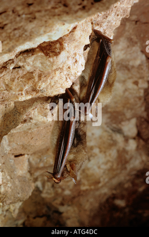 two greater mouse-eared bats - hibernation / myotis myotis Stock Photo