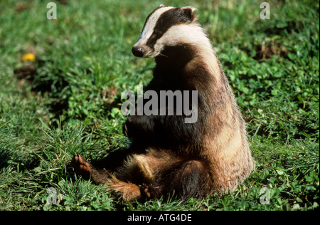 Old world badger sitting in the meadow / Meles meles