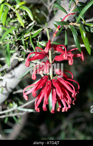 Red Spider Flower-Grevillea speciosa-Family Proteaceae Stock Photo