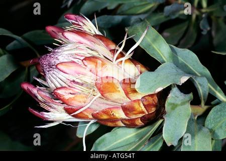 Oleander-leaved Protea/ Long leaved Sugarbush - Protea neriifolia - Family Proteaceae Stock Photo