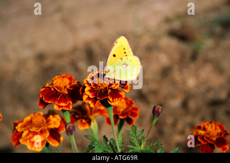 Clouded Sulphur butterfly Lemon colored butterfly over yellow targetes flowers Stock Photo