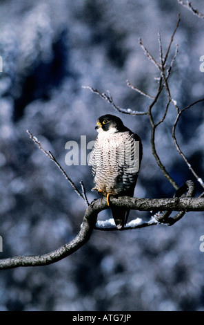 Faucon pelerin Peregrine Falcon Falco peregrinus pose sur une branche France Action Actions Alone Animal sequence Animal sequenc Stock Photo