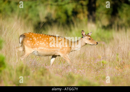 Sika deer, Cervus nippon, female on Arne Heath in Dorset Stock Photo