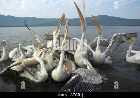 Dalmatian Pelican (Pelecanus crispus). Group squabbling over a fish that has been thrown to them Stock Photo