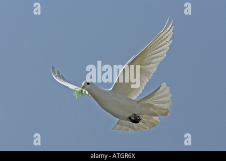 White Dove, Dove of Peace (Columba sp.), flying with olive twig in its beak, manipulated picture Stock Photo