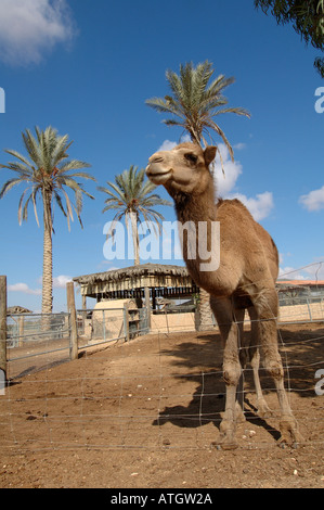 Domesticated camel at the animal farm of Kibbutz Revivim in the Negev desert Southern Israel Stock Photo