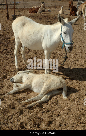 Donkeys at the Alpaca farm in Mitzpe Ramon, Negev desert. Israel Stock Photo