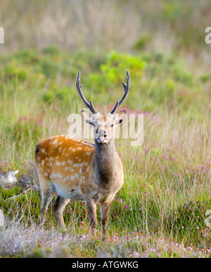 Sika deer stag, Cervus nippon, on Arne Heath in Dorset Stock Photo