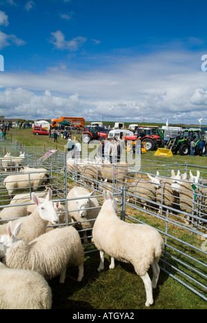 dh East Mainland Show ST ANDREWS ORKNEY Scottish Ewe sheep in livestock pen show ground