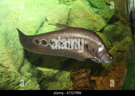 exotic fish Notopterus chitala Stock Photo