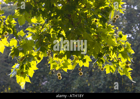 London plane tree platanus acerifolia with backlit fruits