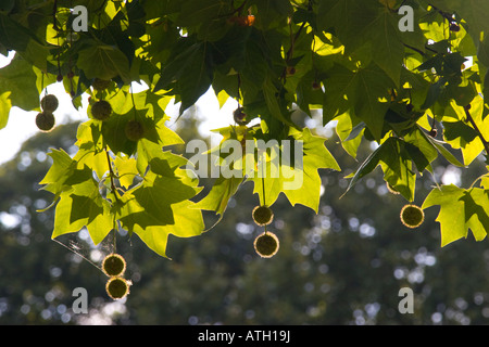 London plane tree platanus acerifolia with backlit fruits