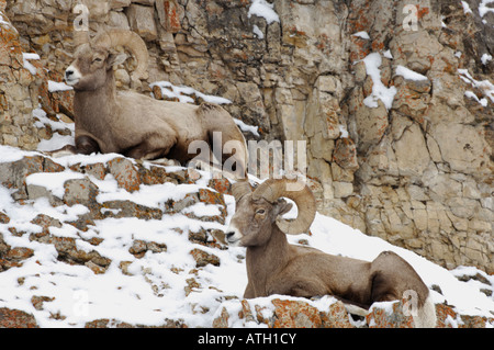 Stock photo of bighorn sheep sitting on a snowy ledge. Stock Photo