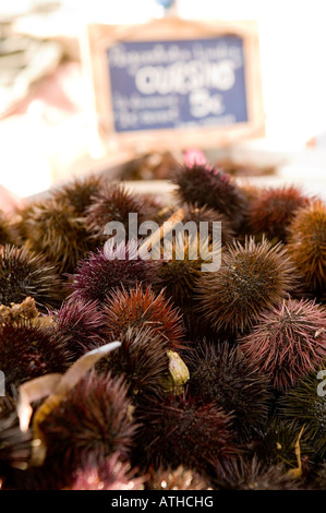 Sea urchins for sale Southern France 2007 Stock Photo