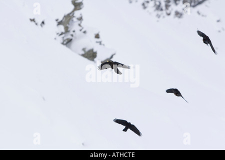 Alpine Choughs Pyrrhocorax graculus Stock Photo