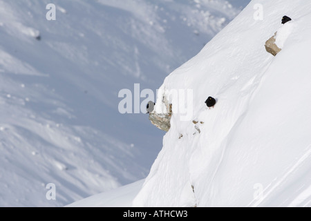Alpine Chough Pyrrhocorax graculus Stock Photo
